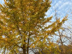 -千年银杏谷文化旅游区