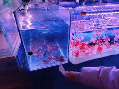 -山东柏宁水族批发广场