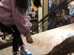 -more than meow吴止猫主题餐厅(承德 中船汇店)