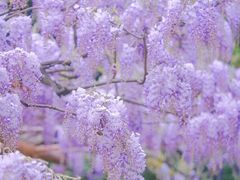 -嘉定紫藤园