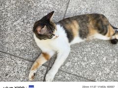 -西安外国语大学(长安校区)