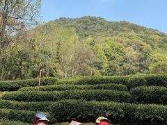 -龙井壹号·茶缘山景宴(龙井村店)