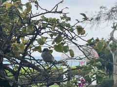 -亚龙湾中心广场