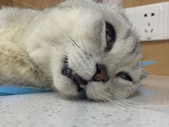 -联合动物医院(光谷诊疗中心)