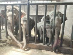 -石家庄市动物园