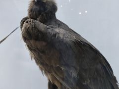 -盐城丹顶鹤湿地生态旅游区