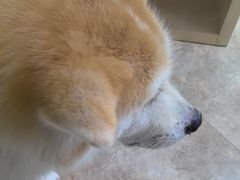 -美联众合动物医院·24h转诊中心