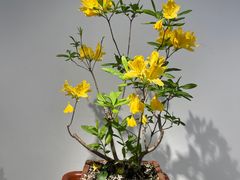 -上海滨江森林公园