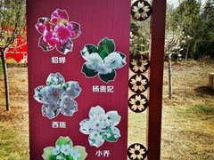 -天适樱花悠乐园
