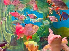 -上海海洋水族馆