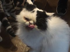 -共舞时光猫咖·狗咖(新街口店)