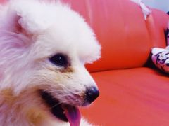 -翊宠yipet猫狗购宠庄园犬舍•猫舍