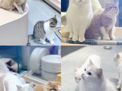 -瞄一喵猫咖(格力海岸店)
