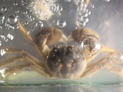 -呼吸森林·生态农庄农家乐私房菜