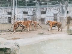 -黔灵山公园