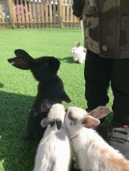 -萌宠亲子动物乐园(槐房万达店)