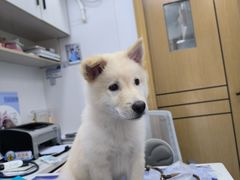 -博特宠物医院24h犬猫全科.骨科·异宠