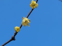 -杭州植物园