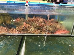 -海月湾海景餐厅( 嵊泗本地老字号店)