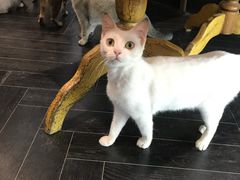 -猫色咖啡·猫咖
