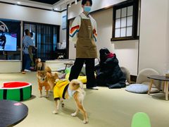 -逗柴咖啡屋·狗咖猫咖宠物桌游