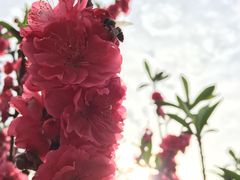 -南国桃园旅游度假区