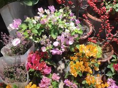 -双季花艺园艺市场(浦东店)