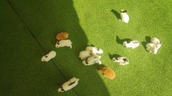 -萌宠亲子动物乐园(槐房万达店)