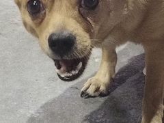 -幸福西饼面包茶饮(车公庙店)