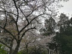 -武汉大学-樱园