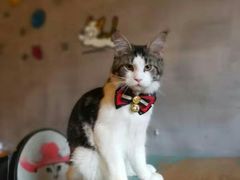 -70cat德文卷毛猫·缅因猫纯种猫舍