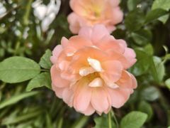 -福照楼汽锅鸡·云南菜(万达广场店)