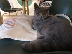 -飞行喵MR PILOT|猫舍·猫咖(静安大融城店)