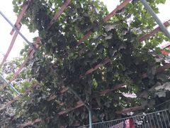 -神火烧烤馕坑肉新疆菜(兴隆街店)