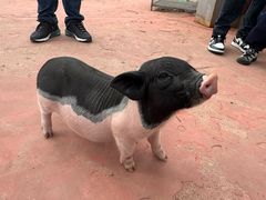 -前小桔亲子创意农场·草莓采摘·露营烧烤