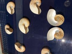 -青岛贝壳博物馆