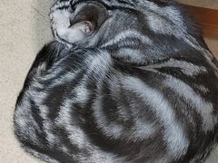 -藏猫猫咖啡主题馆(中央大道店)