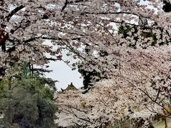 -武汉大学-樱园