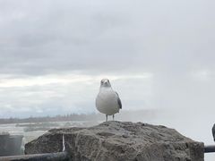 -尼亚加拉瀑布州立公园
