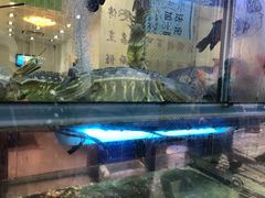 -凤城礼记鱼翅海鲜酒家(新马路总店)