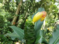 -中国科学院西双版纳热带植物园
