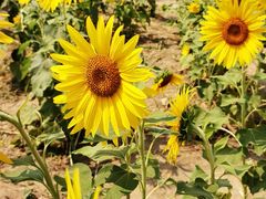 -汉长安城未央宫国家考古遗址公园