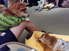 -逗柴咖啡屋·狗咖猫咖宠物桌游