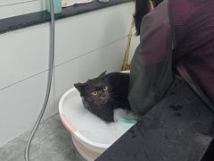 -宠颐生宠物医院·犬猫全科·皮肤科(商业街店)