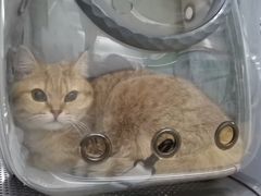 -瑞派动物医院·猫专科·至诚(江南中分院)