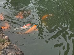 -乌村