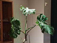 -九月里.自由花园餐厅