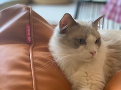-飞行喵MR PILOT|猫舍·猫咖(静安大融城店)