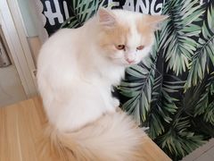 -平行世界·猫咖(首经贸店)