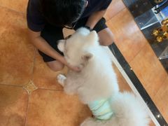 -more than meow吴止猫主题餐厅(承德 中船汇店)